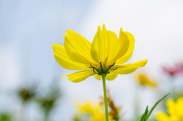 Yellow Cosmos flower