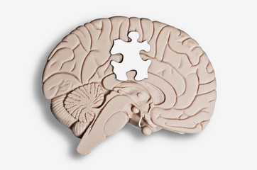 Puzzle piece placed on a brain model