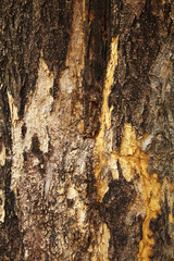 close up surface tree in natural light