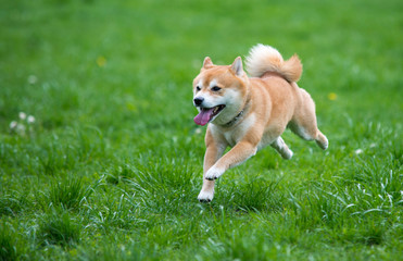 Jumped dog shiba inu on grass
