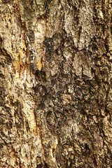 background from tree surface in sun light