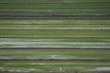 Die Pracht des Reisfeldes