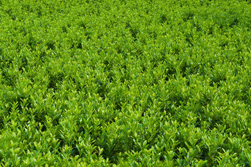 Green laurel bushes in a field