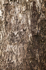 background from surface big tree in sun light