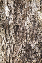 texture from surface big tree in sun light