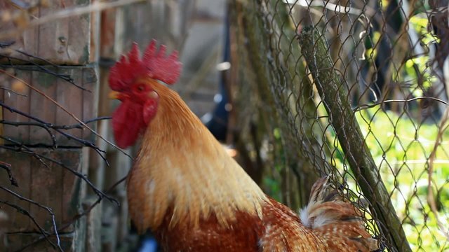 Red rooster crowing
