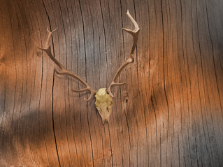 Deer Skull on Bare Tree Bark