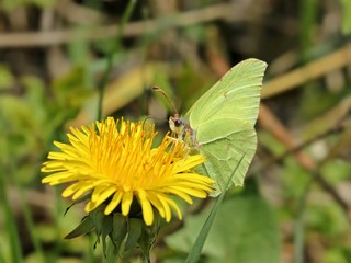 Zitronenfalter (Gonepteryx rhamni) auf Löwenzahn