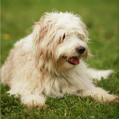 Kromfohrländer in Wiese