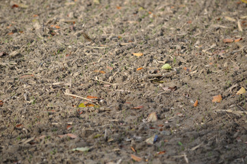 Ackerboden im Herbst