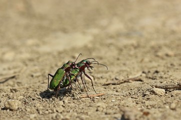 Feldsandläufer ( Cicindela campestris) bei der Paarung
