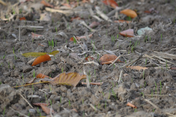 Herbstlicher Ackerboden