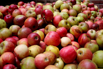 Fototapeta na wymiar Ein großer Berg Äpfel in der Kelterei, Hessischer Apfelwein 