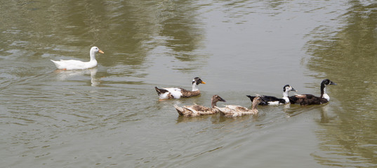 Group of ducks swimming in the pond