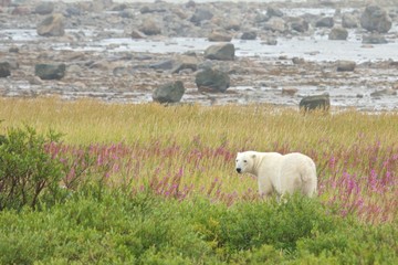 Polar Bear standing in the grass 1