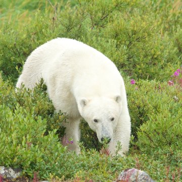 Polar Bear sniffing in the grass 1