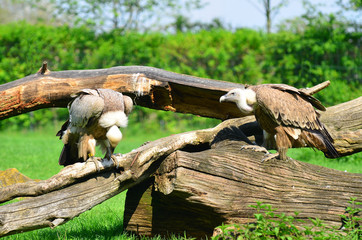 white faced vulture