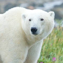 Fototapeta na wymiar Portret z bliska ciekawy Polar Bear