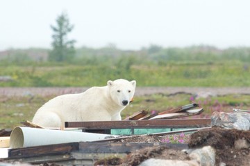 Polar Bear playing in the junk