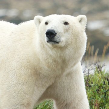Curious Polar Bear Portrait
