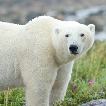 Polar Bear standing in the grass 2