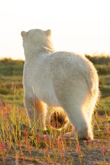 Polar Bear from behind in the sun