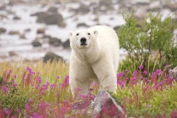 Selbstklebende Fototapete Eisbär Eisbär und Weidenröschen 1