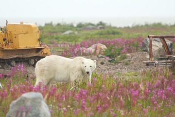 Polar Bear and Machines 1