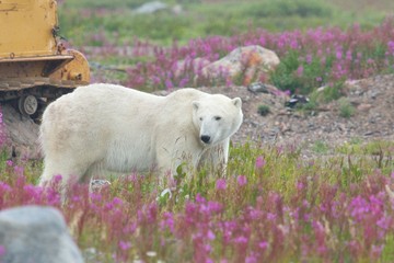 Polar Bear and Machines 2 LT