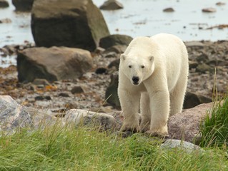 Polar Bear at the shore 1