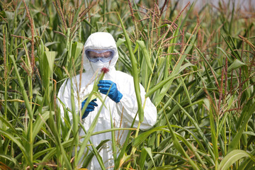 GMO,professional in uniform  examining corn cob on field © endostock