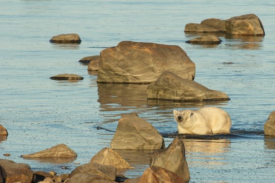 Polar Bear in the water 1