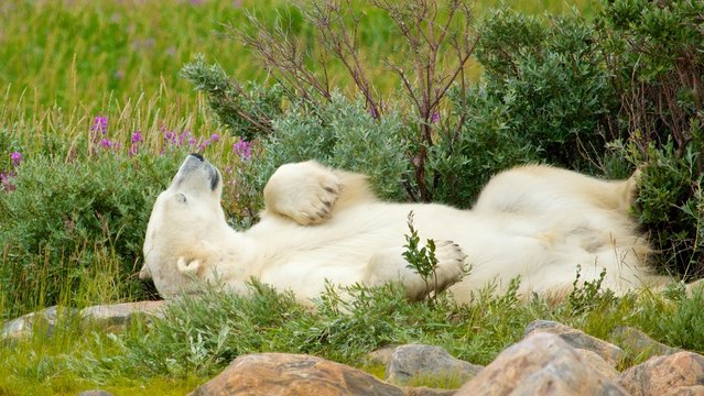 Lazy Polar Bear in the Tundra 1 LT WB
