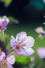 Spring flowers - blooming apple tree