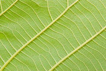 A close up of a fresh green leaf showing veins