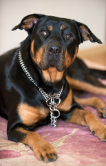 Fototapeta premium Rottweiler dog