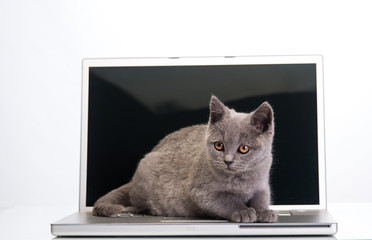  kitten and a laptop
