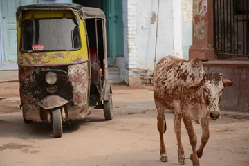 Foto auf Leinwand Indian holy cow and ricksha in the street © olab214