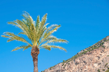 Lonely palm  tree on the mountain, against the sky