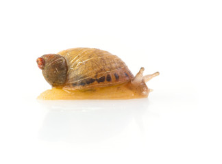 Baby snail