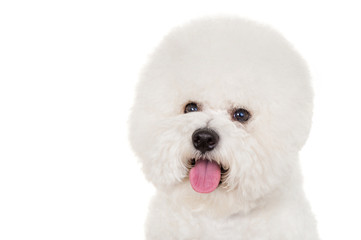 Bichon dog on white background