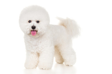 Bichon dog standing at white background