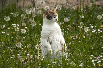 Cat among grass and plants on spring meadow