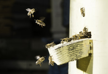 Bees entering the hive