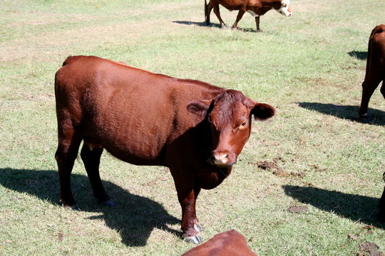 Mucca