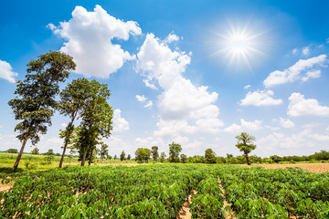 Obraz premium Cassava field
