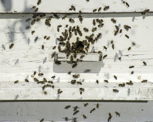 Bees entering the hive