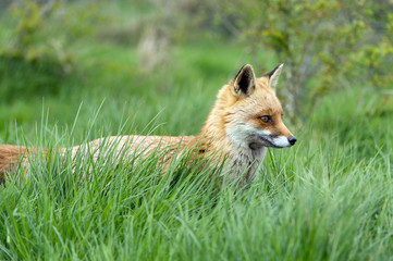 Red Fox