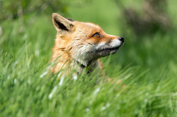 Red Fox