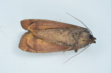 Dead brown moth on its back on white
